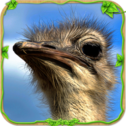 愤怒的鸵鸟模拟器修改版